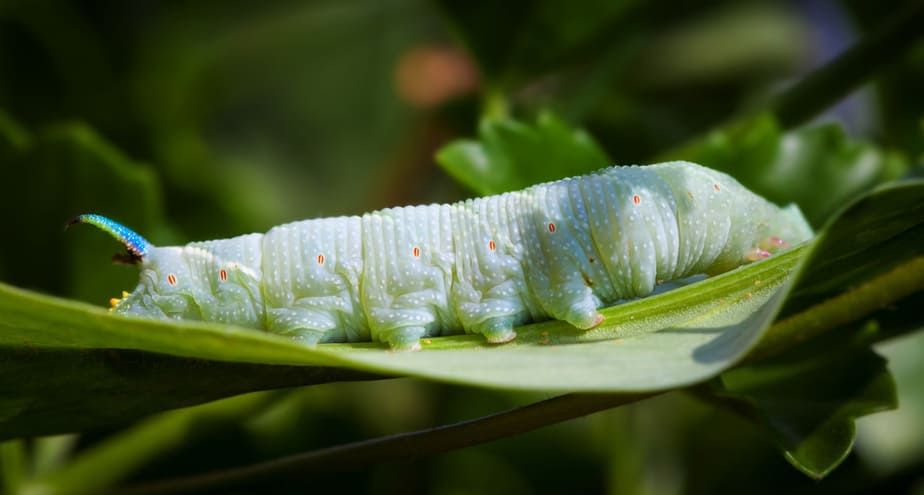 Hornworm on leaf