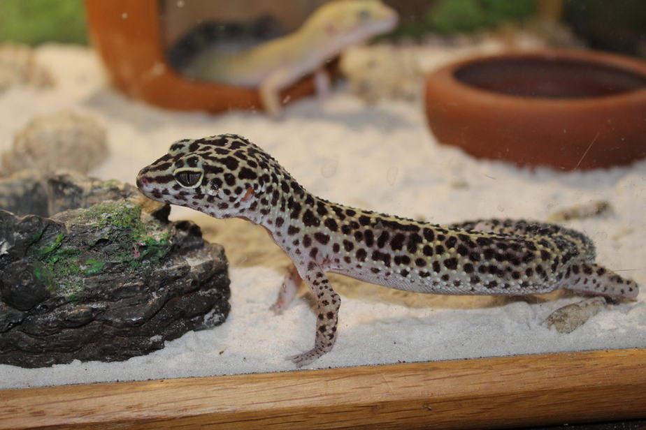 Leopard Gecko alone in tank