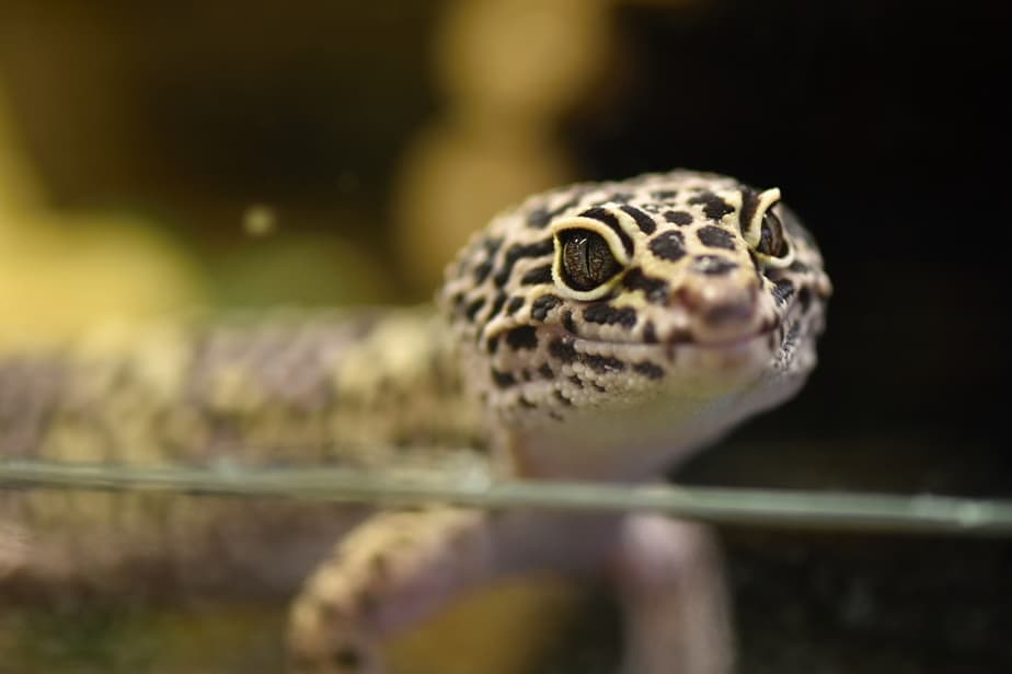 Do Leopard Geckos Need Light at Night? (And The Ideal Setup)