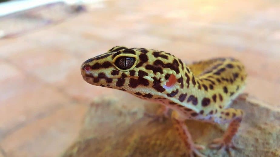 Do Leopard Geckos Like Music?