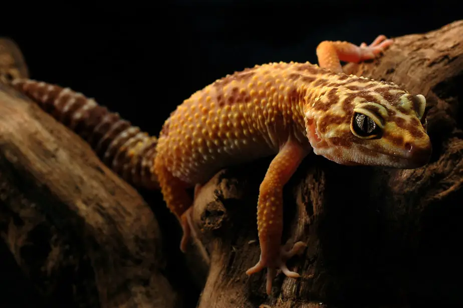 Do Leopard Geckos Like to Climb?
