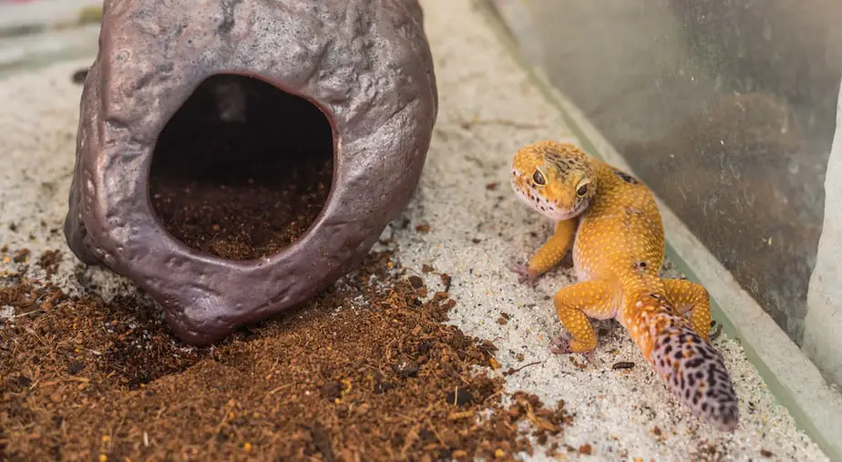 Can a Leopard Gecko Live in a 10 Gallon Tank? (And Should They?)