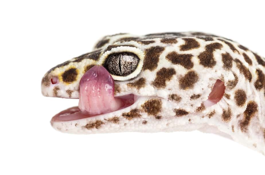 teeth in a leopard geckos mouth