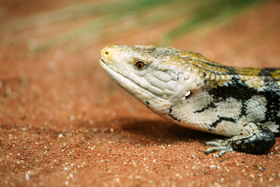leopard gecko or corn snake