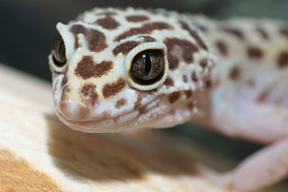 leopard gecko eyes