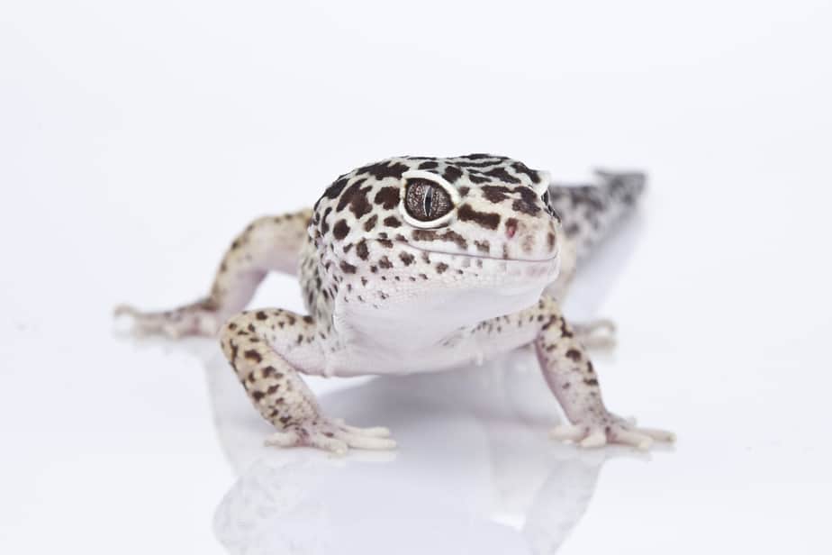 Why is My Leopard Gecko Pale? (10 Common Reasons)
