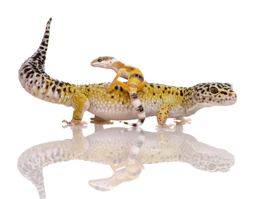 leopard gecko wagging tail