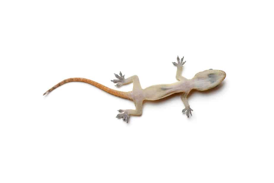 What to Do With a Dead Leopard Gecko?