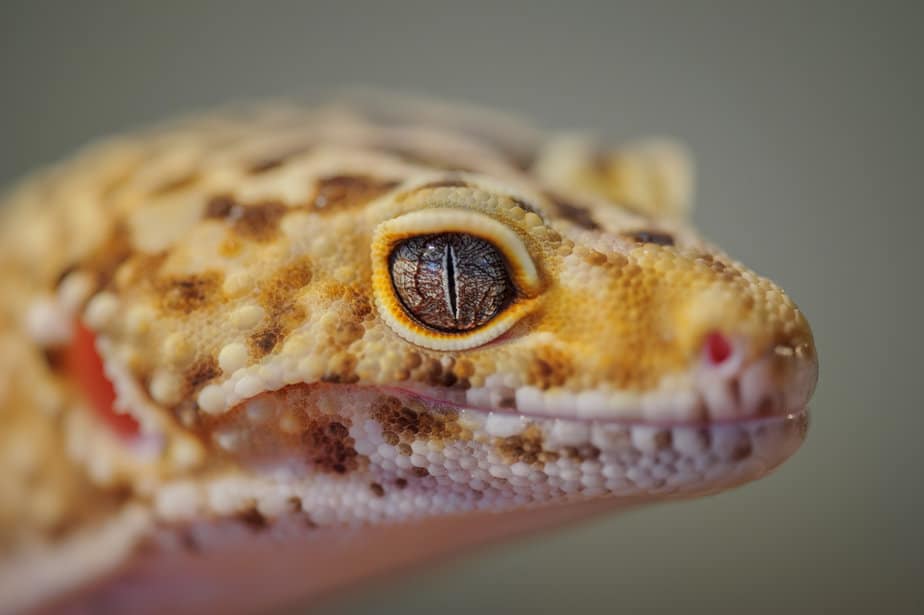 Head from side of common leopard gecko with eye open