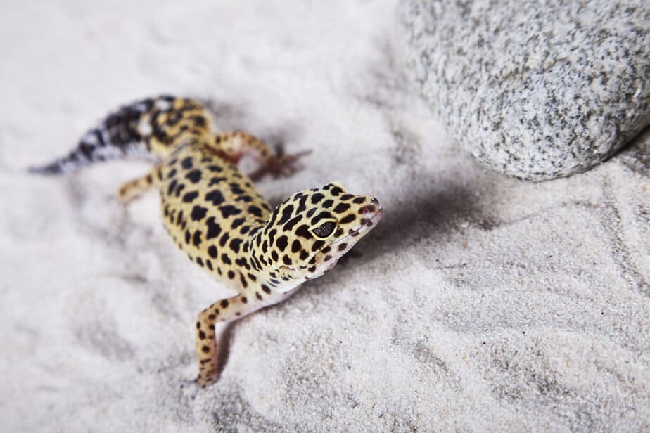Is Calcium Sand Good For Leopard Geckos The Hidden Dangers 