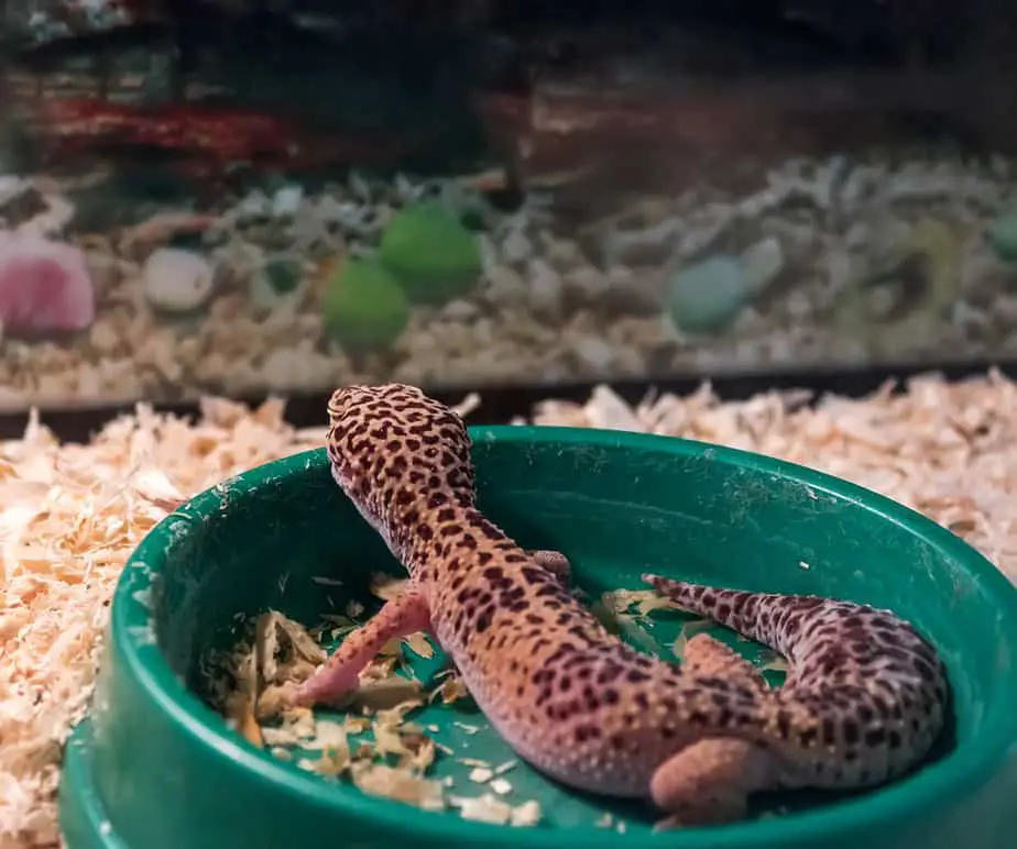 Leopard Gecko sits in a bowl in the cage. Shallow depth of field, focus on the head of a lizard.