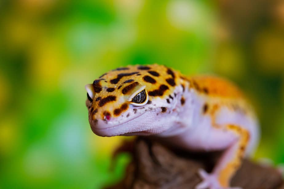 Leopard gecko lizard close up
