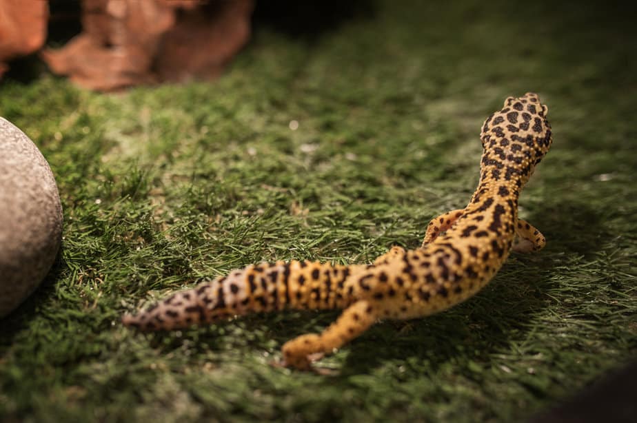 Leopard Gecko in UVB lighting