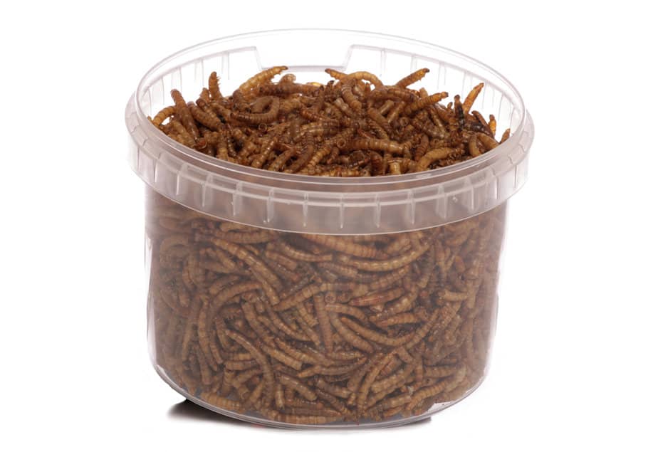bucket of dried mealworms