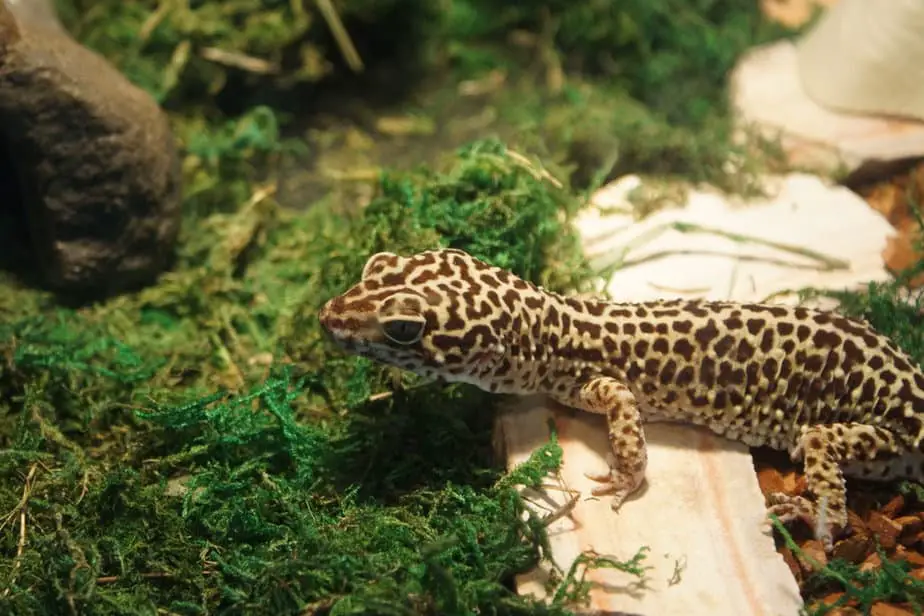 A small leopard gecko