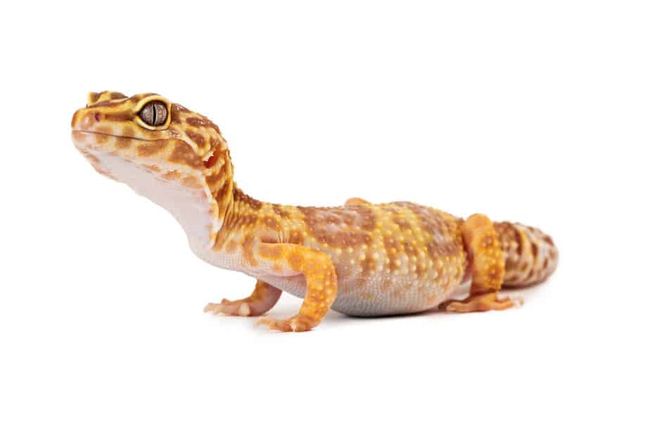 full length side view of a Leopard Gecko isolated on a white background