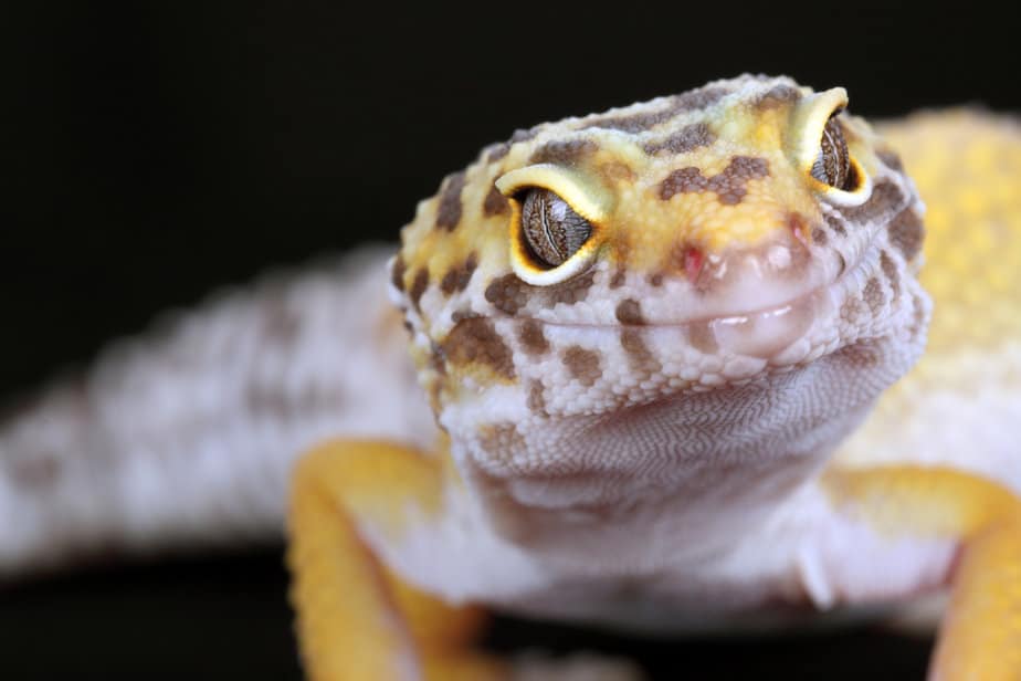 a picture of a leopard gecko