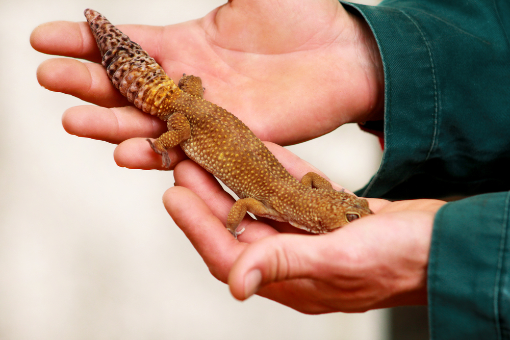 Guy with gecko. Man holds in hands common leopard gecko