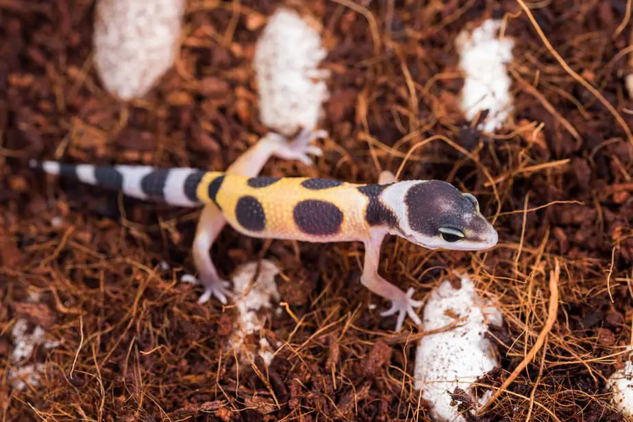 Hatched from an egg little lizard Eublepharis Macularius is cute leopard gecko.