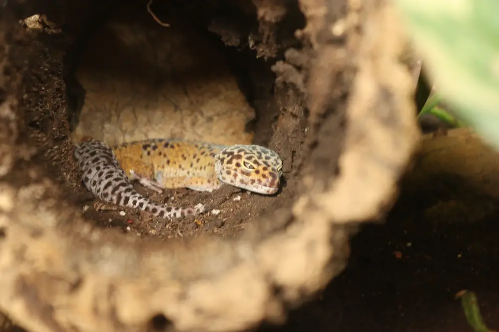 Closeup shot of a leopard gecko that looks sick in a wooden log