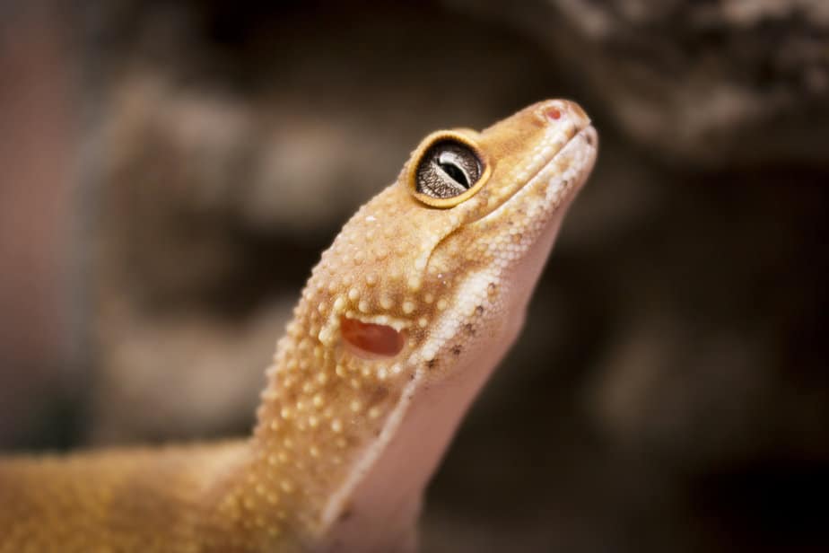 Cute leopard gecko poses for the camera with its face pointing upwards