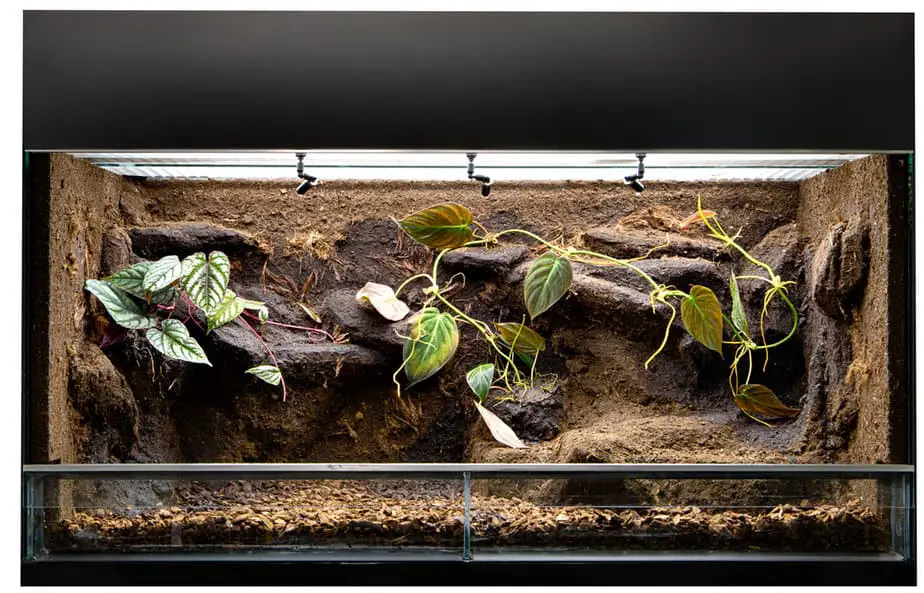 Terrarium to keep tropical jungle animals such as lizards. Glass tank with decoration for rain forest pet animal.