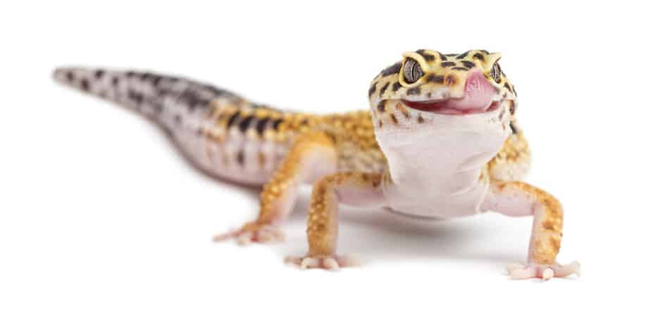 Leopard gecko licking lips against white background