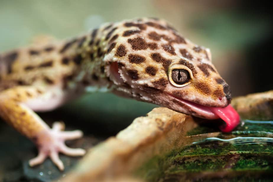 Close-up of a Leopard gecko (Eublepharis macularius) drinking water.