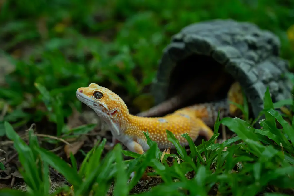 Common leopard gecko on the ground in its tank