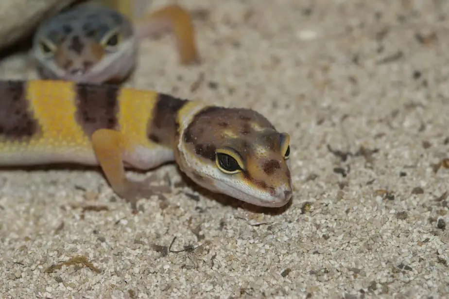 Closeup on a colorful banded Leopard gecko, Eublepharis macularius sitting on sand