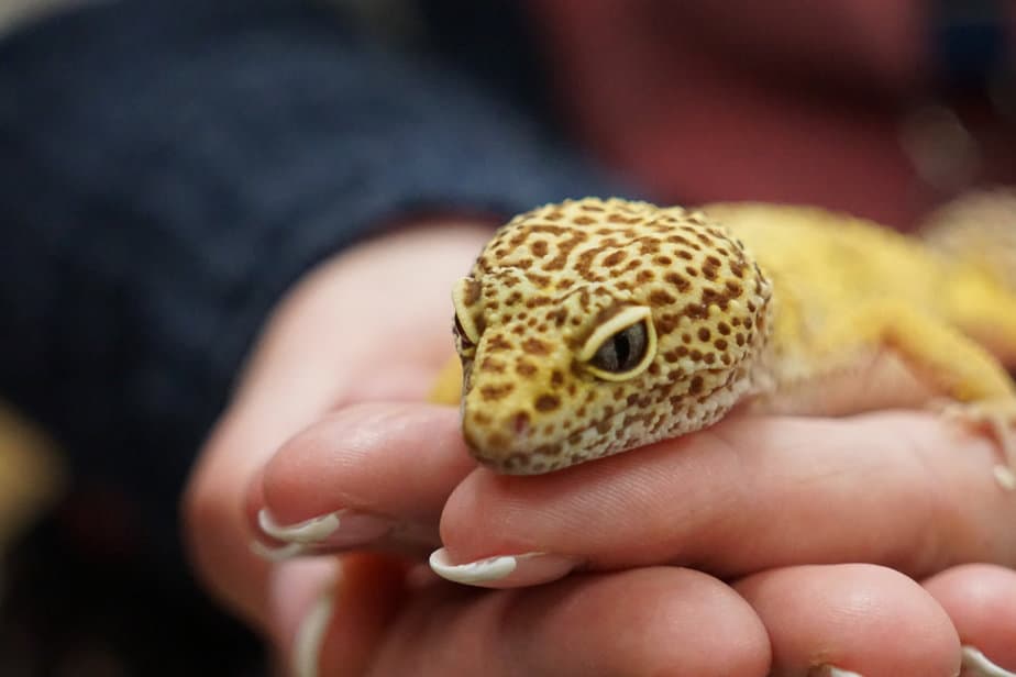 A closeup of a person holding a leopard gecko lizard